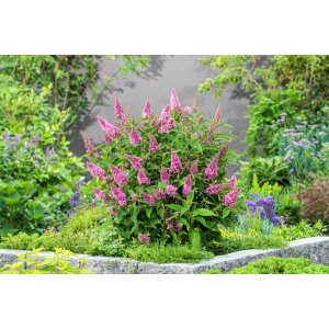  Budleja Dávidova (Buddleja Davidii) ´CANDY LITTLE PINK®´ - výška 20-30 cm, kont. C2.5L 
